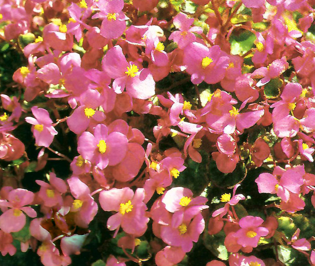 B. ‘Rosey Red’